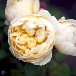 'Charles Darwin'™ Rosa X 'Charles Darwin'™ (Engelsk Rose) A-Kvalitet,- Barrods Roser Min. 3 Grene 17 'Charles Darwin'™ Rosa X 'Charles Darwin'™ (Engelsk Rose) A-Kvalitet,- Barrods Roser Min. 3 Grene -Sirius Butik fi4062 rosa charles darwin auspeet e25f