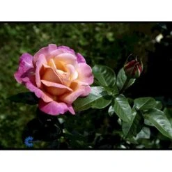 'Chicago Peace' Rosa X 'Chicago Peace' (Storblomstrende) A-Kvalitet,- Barrods Roser Min. 3 Grene -Sirius Butik fi4070 rosa chicago peace 129c