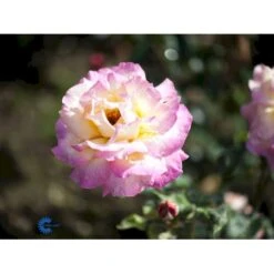 'Chicago Peace' Rosa X 'Chicago Peace' (Storblomstrende) A-Kvalitet,- Barrods Roser Min. 3 Grene -Sirius Butik fi4070 rosa chicago peace d8f0