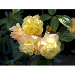 'Chinatown'™ Rosa X 'Chinatown'™ (Buketrose) A-Kvalitet,- Barrods Roser Min. 3 Grene -Sirius Butik fi4074 rosa chinatown a10b