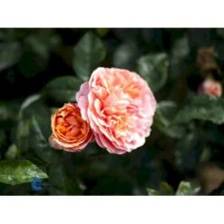 'Chippendale'® Rosa X 'Chippendale'® (Storblomstrende) A-Kvalitet,- Barrods Roser Min. 3 Grene 11 'Chippendale'® Rosa X 'Chippendale'® (Storblomstrende) A-Kvalitet,- Barrods Roser Min. 3 Grene -Sirius Butik fi4075 rosa chippendale a167