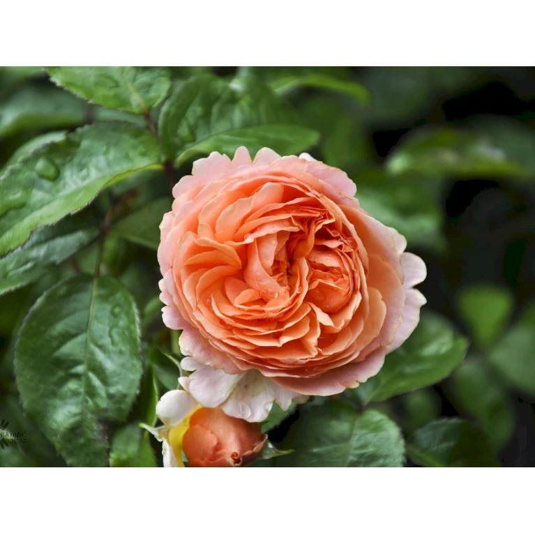 'Chippendale'® Rosa X 'Chippendale'® (Storblomstrende) A-Kvalitet,- Barrods Roser Min. 3 Grene 5 'Chippendale'® Rosa X 'Chippendale'® (Storblomstrende) A-Kvalitet,- Barrods Roser Min. 3 Grene - Billede 5