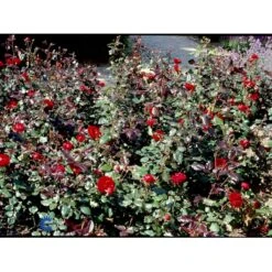 'Christian IV'® Rosa X 'Christian IV'® (Buketrose) A-Kvalitet,- Barrods Roser Min. 3 Grene -Sirius Butik fi4079 rosa christian iv 04b8