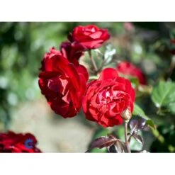 'Christian IV'® Rosa X 'Christian IV'® (Buketrose) A-Kvalitet,- Barrods Roser Min. 3 Grene -Sirius Butik fi4079 rosa christian iv 92c7