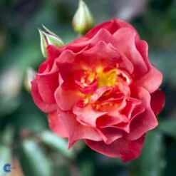 'Cinco De Mayo' Rosa X 'Cinco De Mayo' (Buketrose) A-Kvalitet,- Barrods Roser Min. 3 Grene -Sirius Butik fi4082 rosa cinco de mayo r wekcobeju 18a5