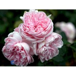 'Cinderella'® Rosa X 'Cinderella'® (Buketrose) A-Kvalitet,- Barrods Roser Min. 3 Grene -Sirius Butik fi4083 rosa cinderella 96bf