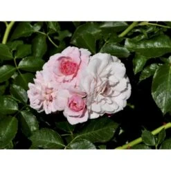 'Climbing Bonica' Rosa X 'Climbing Bonica' (Slyngrose) A-Kvalitet,- Barrods Roser Min. 3 Grene -Sirius Butik fi4097 rosa climbing bonica b662