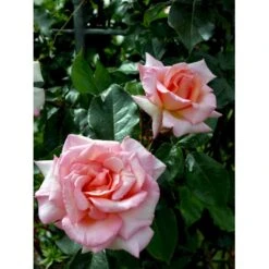 'Compassion' Rosa X 'Compassion' (Slyngrose) A-Kvalitet,- Barrods Roser Min. 3 Grene -Sirius Butik fi4104 rosa compassion ec8a