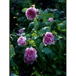 'Comte De Chambord' Rosa Portlandica 'Comte De Chambord' (Portlandrose) A-Kvalitet,- Barrods Roser Min. 3 Grene -Sirius Butik fi4105 rosa comte de chambord 07f1
