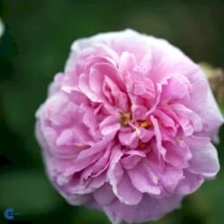 'Comte De Chambord' Rosa Portlandica 'Comte De Chambord' (Portlandrose) A-Kvalitet,- Barrods Roser Min. 3 Grene -Sirius Butik fi4105 rosa comte de chambord 3092