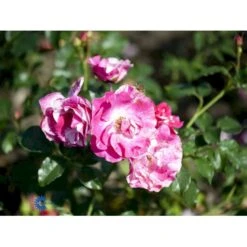 'Concert'™ (Syn. 'Calypso'™) Rosa X 'Concert'™ (Slyngrose) A-Kvalitet,- Barrods Roser Min. 3 Grene -Sirius Butik fi4107 rosa concert poulclimb n 1481