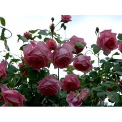 'Coral Dawn' Rosa X 'Coral Dawn' (Slyngrose) A-Kvalitet,- Barrods Roser Min. 3 Grene -Sirius Butik fi4115 rosa coral dawn e22f