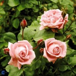 'Coral Dawn' Rosa X 'Coral Dawn' (Slyngrose) A-Kvalitet,- Barrods Roser Min. 3 Grene -Sirius Butik fi4115 rosa coral dawn f83e