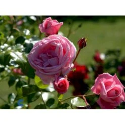 'Coral Dawn' Rosa X 'Coral Dawn' (Slyngrose) A-Kvalitet,- Barrods Roser Min. 3 Grene -Sirius Butik fi4115 rosa coral dawn fbd1