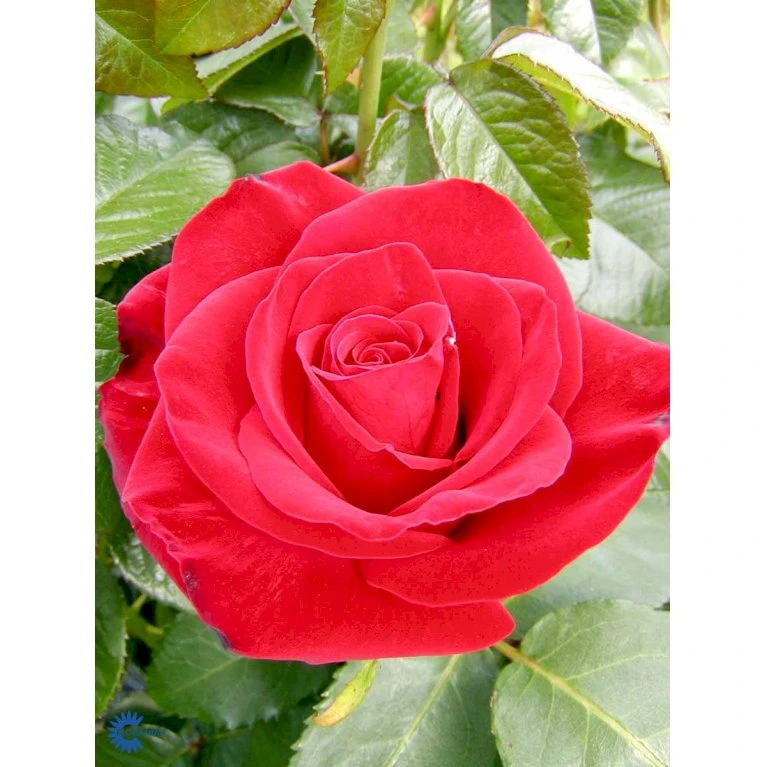 'Courage'™ Rosa X 'Courage'™ (Storblomstrende) A-Kvalitet,- Barrods Roser Min. 3 Grene 12 'Courage'™ Rosa X 'Courage'™ (Storblomstrende) A-Kvalitet,- Barrods Roser Min. 3 Grene - Billede 12