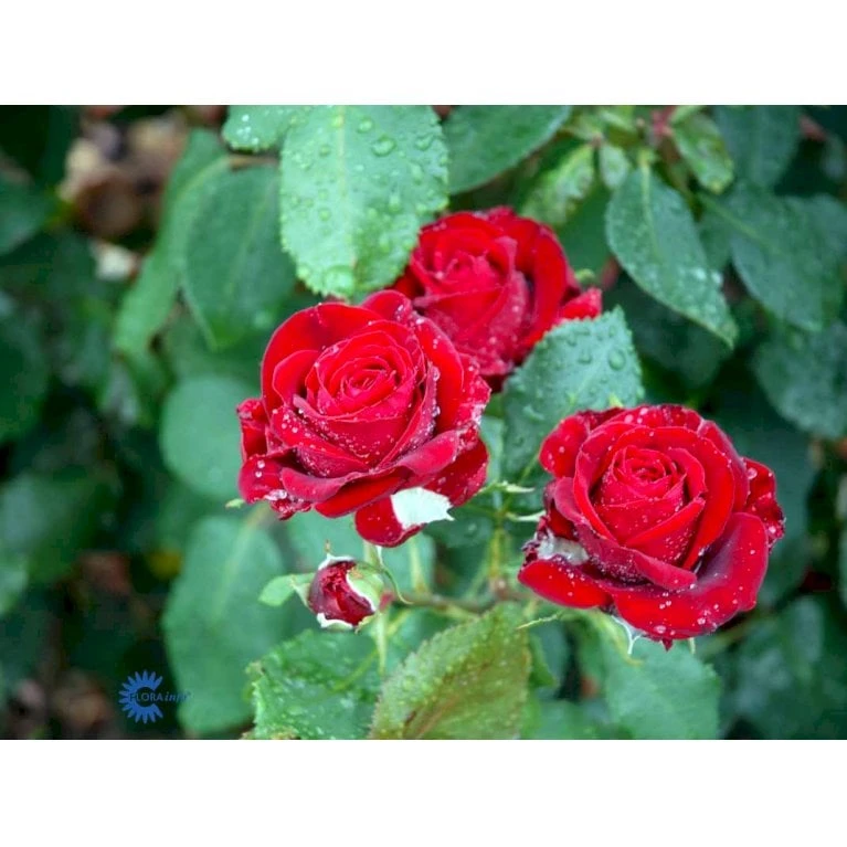'Courage'™ Rosa X 'Courage'™ (Storblomstrende) A-Kvalitet,- Barrods Roser Min. 3 Grene 11 'Courage'™ Rosa X 'Courage'™ (Storblomstrende) A-Kvalitet,- Barrods Roser Min. 3 Grene - Billede 11