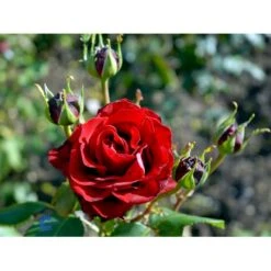 'Courage'™ Rosa X 'Courage'™ (Storblomstrende) A-Kvalitet,- Barrods Roser Min. 3 Grene 21 'Courage'™ Rosa X 'Courage'™ (Storblomstrende) A-Kvalitet,- Barrods Roser Min. 3 Grene -Sirius Butik fi4125 rosa courage poulduf n bbd0
