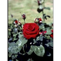 'Courage'™ Rosa X 'Courage'™ (Storblomstrende) A-Kvalitet,- Barrods Roser Min. 3 Grene 25 'Courage'™ Rosa X 'Courage'™ (Storblomstrende) A-Kvalitet,- Barrods Roser Min. 3 Grene -Sirius Butik fi4125 rosa courage poulduf n e8c6