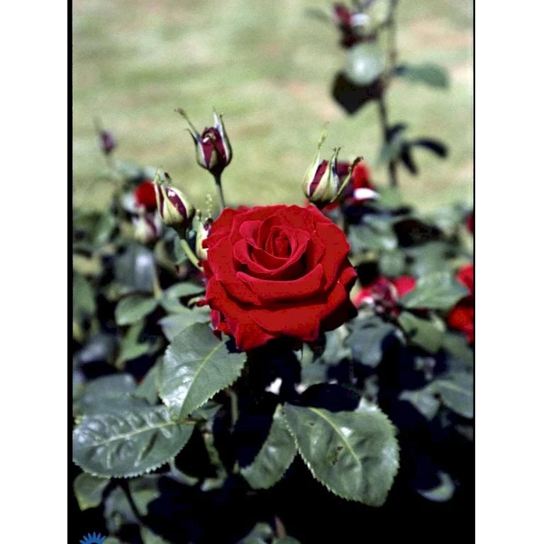 'Courage'™ Rosa X 'Courage'™ (Storblomstrende) A-Kvalitet,- Barrods Roser Min. 3 Grene 13 'Courage'™ Rosa X 'Courage'™ (Storblomstrende) A-Kvalitet,- Barrods Roser Min. 3 Grene - Billede 13