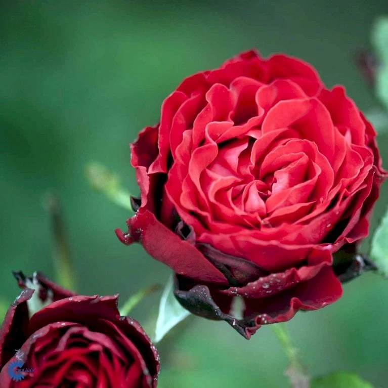 'Courage'™ Rosa X 'Courage'™ (Storblomstrende) A-Kvalitet,- Barrods Roser Min. 3 Grene 8 'Courage'™ Rosa X 'Courage'™ (Storblomstrende) A-Kvalitet,- Barrods Roser Min. 3 Grene - Billede 8