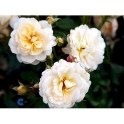 'Crystal™ Palace'® Rosa X 'Crystal™ Palace'® (Palacerose) A-Kvalitet,- Barrods Roser Min. 3 Grene -Sirius Butik fi4136 rosa crystal palace poulrek n 3c2e