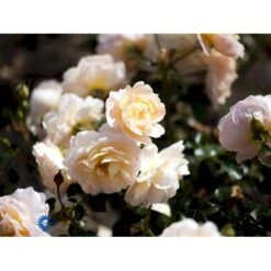 'Crystal™ Palace'® Rosa X 'Crystal™ Palace'® (Palacerose) A-Kvalitet,- Barrods Roser Min. 3 Grene -Sirius Butik fi4136 rosa crystal palace poulrek n b3f4