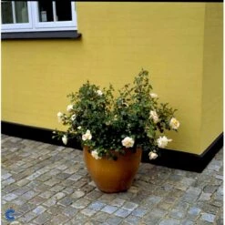 'Crystal™ Palace'® Rosa X 'Crystal™ Palace'® (Palacerose) A-Kvalitet,- Barrods Roser Min. 3 Grene -Sirius Butik fi4136 rosa crystal palace poulrek n c34f