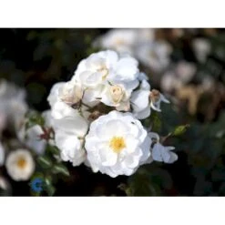 'Diamond Border'® Rosa X 'Diamond Border'® (Bunddækkerose) A-Kvalitet,- Barrods Roser Min. 3 Grene 21 'Diamond Border'® Rosa X 'Diamond Border'® (Bunddækkerose) A-Kvalitet,- Barrods Roser Min. 3 Grene -Sirius Butik fi4154 rosa diamond border pouldiram n 4616