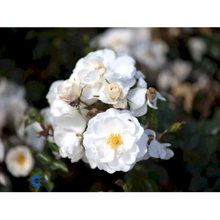 'Diamond Border'® Rosa X 'Diamond Border'® (Bunddækkerose) A-Kvalitet,- Barrods Roser Min. 3 Grene 10 'Diamond Border'® Rosa X 'Diamond Border'® (Bunddækkerose) A-Kvalitet,- Barrods Roser Min. 3 Grene - Billede 10
