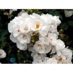 'Diamond Border'® Rosa X 'Diamond Border'® (Bunddækkerose) A-Kvalitet,- Barrods Roser Min. 3 Grene 22 'Diamond Border'® Rosa X 'Diamond Border'® (Bunddækkerose) A-Kvalitet,- Barrods Roser Min. 3 Grene -Sirius Butik fi4154 rosa diamond border pouldiram n 7984