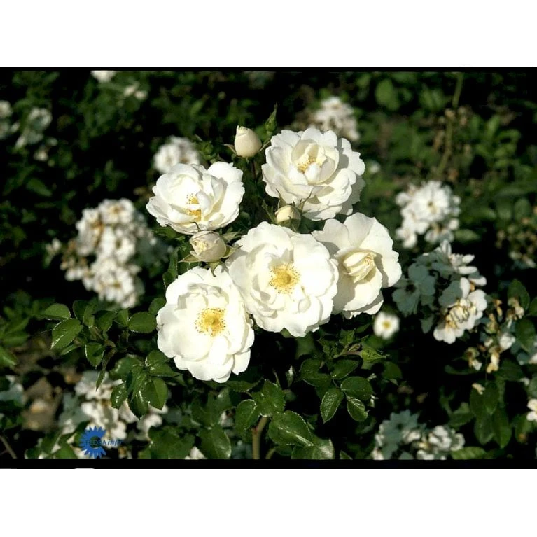 'Diamond Border'® Rosa X 'Diamond Border'® (Bunddækkerose) A-Kvalitet,- Barrods Roser Min. 3 Grene 12 'Diamond Border'® Rosa X 'Diamond Border'® (Bunddækkerose) A-Kvalitet,- Barrods Roser Min. 3 Grene - Billede 12