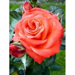 'Dronning Ingrid'™ Rosa X 'Dronning Ingrid'™ (storblomstrende) A-Kvalitet,- Barrods Roser Min. 3 Grene -Sirius Butik fi4173 rosa dronning ingrid poulgrena 3af5