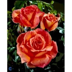 'Dronning Ingrid'™ Rosa X 'Dronning Ingrid'™ (storblomstrende) A-Kvalitet,- Barrods Roser Min. 3 Grene -Sirius Butik fi4173 rosa dronning ingrid poulgrena 8721