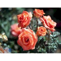 'Dronning Ingrid'™ Rosa X 'Dronning Ingrid'™ (storblomstrende) A-Kvalitet,- Barrods Roser Min. 3 Grene -Sirius Butik fi4173 rosa dronning ingrid poulgrena 88cf