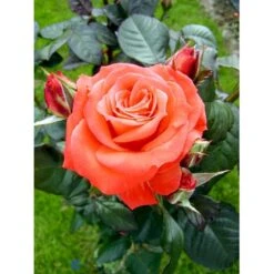 'Dronning Ingrid'™ Rosa X 'Dronning Ingrid'™ (storblomstrende) A-Kvalitet,- Barrods Roser Min. 3 Grene -Sirius Butik fi4173 rosa dronning ingrid poulgrena 8fe5