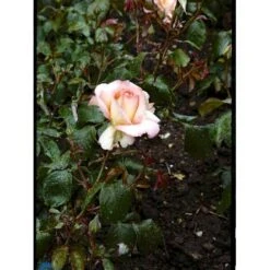 'Dronning Ingrid'™ Rosa X 'Dronning Ingrid'™ (storblomstrende) A-Kvalitet,- Barrods Roser Min. 3 Grene -Sirius Butik fi4173 rosa dronning ingrid poulgrena b7c9