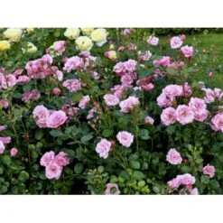 'Egeskov'™ Rosa X 'Egeskov'™ (Slotsrose) A-Kvalitet,- Barrods Roser Min. 3 Grene -Sirius Butik fi4196 rosa egeskov poulrohill n 0f06