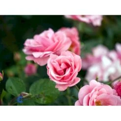 'Egeskov'™ Rosa X 'Egeskov'™ (Slotsrose) A-Kvalitet,- Barrods Roser Min. 3 Grene -Sirius Butik fi4196 rosa egeskov poulrohill n 260e
