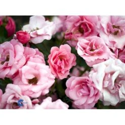 'Egeskov'™ Rosa X 'Egeskov'™ (Slotsrose) A-Kvalitet,- Barrods Roser Min. 3 Grene -Sirius Butik fi4196 rosa egeskov poulrohill n 5fd1