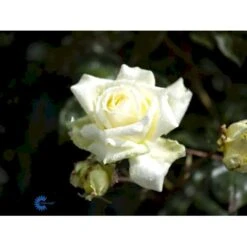 'Elfe'® Rosa X 'Elfe'® (Slyngrose) A-Kvalitet,- Barrods Roser Min. 3 Grene -Sirius Butik fi4201 rosa elfe r f191