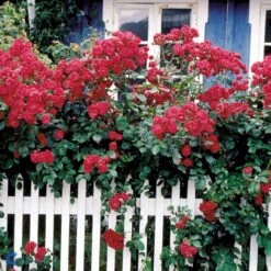 'Elmshorn'® Rosa X 'Elmshorn'® (Buskrose) A-Kvalitet,- Barrods Roser Min. 3 Grene 11 'Elmshorn'® Rosa X 'Elmshorn'® (Buskrose) A-Kvalitet,- Barrods Roser Min. 3 Grene -Sirius Butik fi4209 rosa elmshorn c6a7