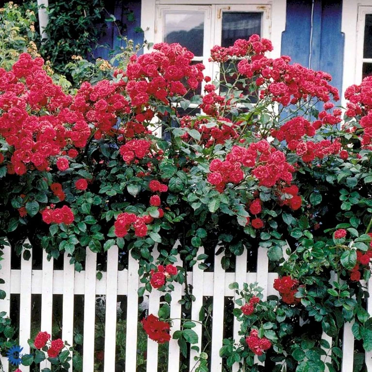 'Elmshorn'® Rosa X 'Elmshorn'® (Buskrose) A-Kvalitet,- Barrods Roser Min. 3 Grene 6 'Elmshorn'® Rosa X 'Elmshorn'® (Buskrose) A-Kvalitet,- Barrods Roser Min. 3 Grene - Billede 6