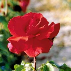 'Erotika'® Rosa X 'Erotika'® (Storblomstrende) A-Kvalitet,- Barrods Roser Min. 3 Grene -Sirius Butik fi4220 rosa erotika 5b6b
