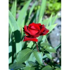 'Erotika'® Rosa X 'Erotika'® (Storblomstrende) A-Kvalitet,- Barrods Roser Min. 3 Grene -Sirius Butik fi4220 rosa erotika ef2c