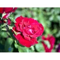 'Erotika'® Rosa X 'Erotika'® (Storblomstrende) A-Kvalitet,- Barrods Roser Min. 3 Grene -Sirius Butik fi4220 rosa erotika fa72