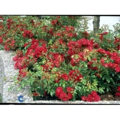 'Fairy Dance' Rosa X 'Fairy Dance' (Bunddækkerose) A-Kvalitet,- Barrods Roser Min. 3 Grene -Sirius Butik fi4245 rosa fairy dance eb18