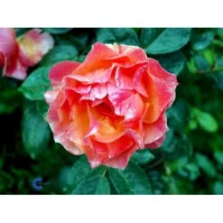 'Fellowship' Rosa X 'Fellowship' (Buketrose) A-Kvalitet,- Barrods Roser Min. 3 Grene -Sirius Butik fi4256 rosa fellowship 3623