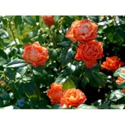 'Fellowship' Rosa X 'Fellowship' (Buketrose) A-Kvalitet,- Barrods Roser Min. 3 Grene -Sirius Butik fi4256 rosa fellowship 5926
