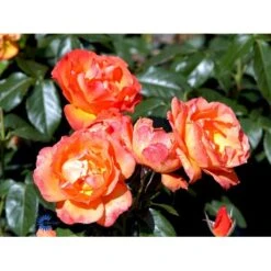 'Fellowship' Rosa X 'Fellowship' (Buketrose) A-Kvalitet,- Barrods Roser Min. 3 Grene -Sirius Butik fi4256 rosa fellowship 604a
