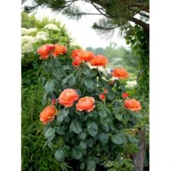 'Fellowship' Rosa X 'Fellowship' (Buketrose) A-Kvalitet,- Barrods Roser Min. 3 Grene -Sirius Butik fi4256 rosa fellowship 61dd